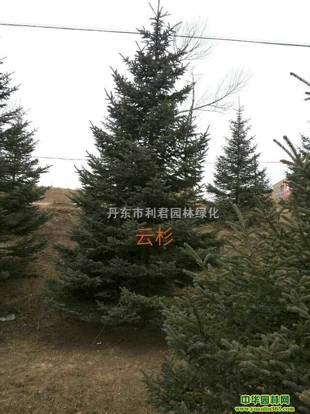 ��ɼ��������ء�������СҶ�����ҶС�ޡ���������ľ