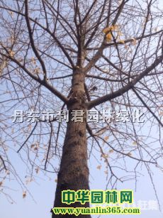 ���ӡ����������ǡ���������Ҷ���������ء�������������ľ