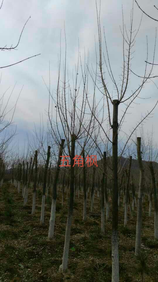�����ҶС�ޡ���Ƿ㡢���������ǡ����ӡ��ư�