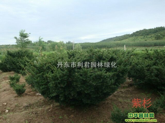 ���ӡ���������������ɼ����ص���ľ