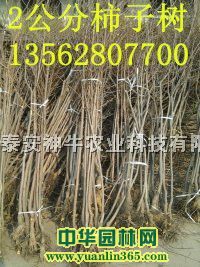 �������硢2����3����������