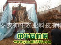 2����ӣ���硢����������ӣ���硢ӣ����