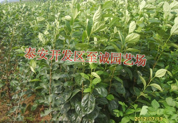 ţ�������硢�ش���������