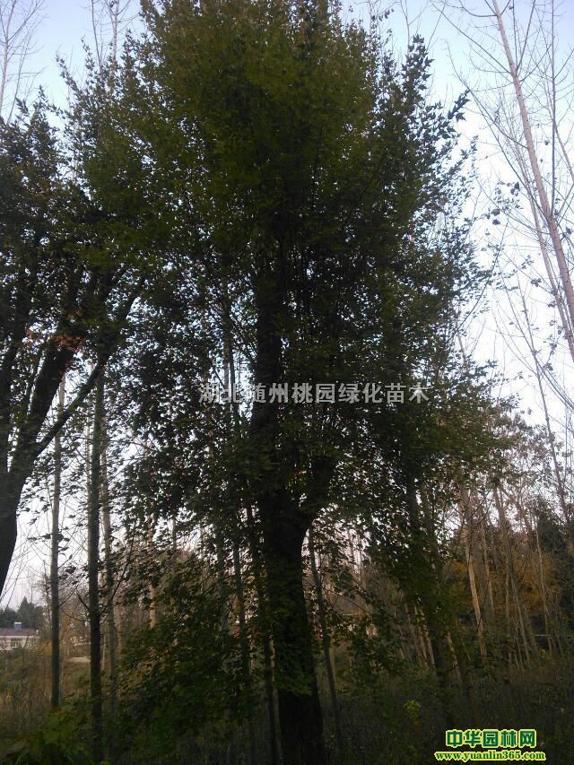 ���ӡ����Ƿ㡢���ǡ�ľ�ϡ���������ľ