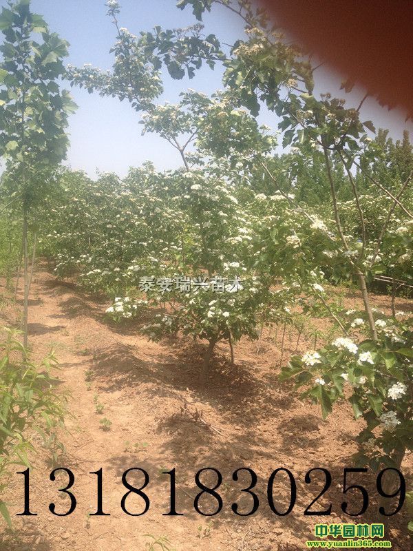 5���ִ�ӣ��
