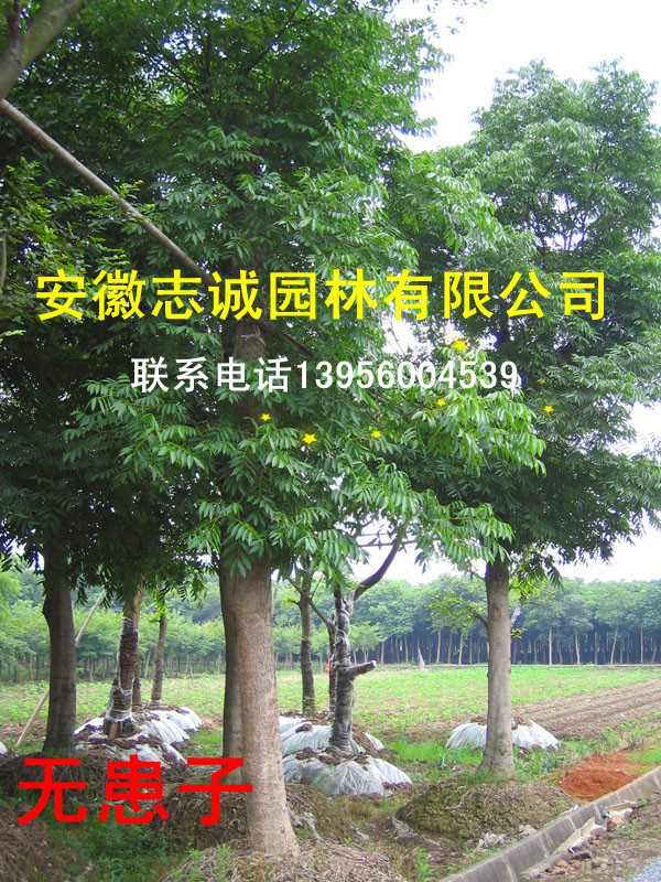 ���Ƿ㡢�޻��ӡ����ꡢ�𻨡�ʯ骡����ˡ�������