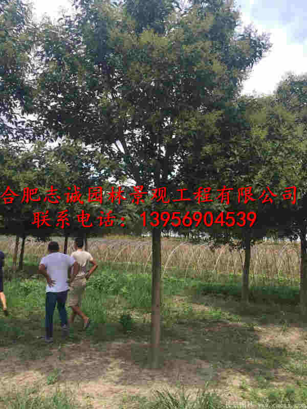 �ͼ����ꡢ��Ҷ���������ޱ�������Ƿ㡢��ľʯ骡�����
