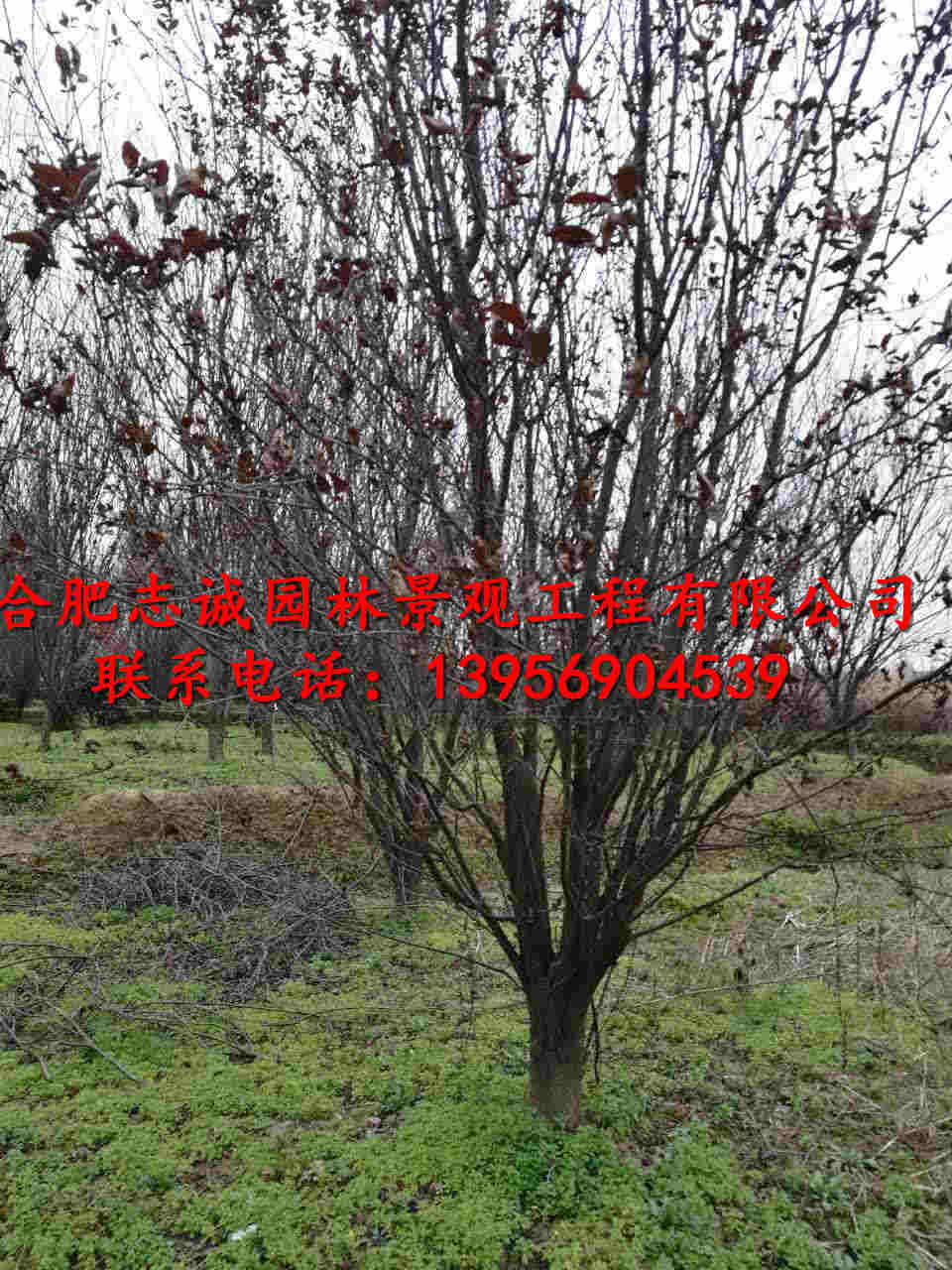 ���պϷʷ�����Ҷ����ꡢ���Ƿ㡢��ޱ��������ӣ������Ҷ�