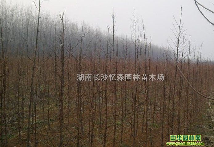 ˮɼ������ɼ��ˮ�ɡ���������ɼ