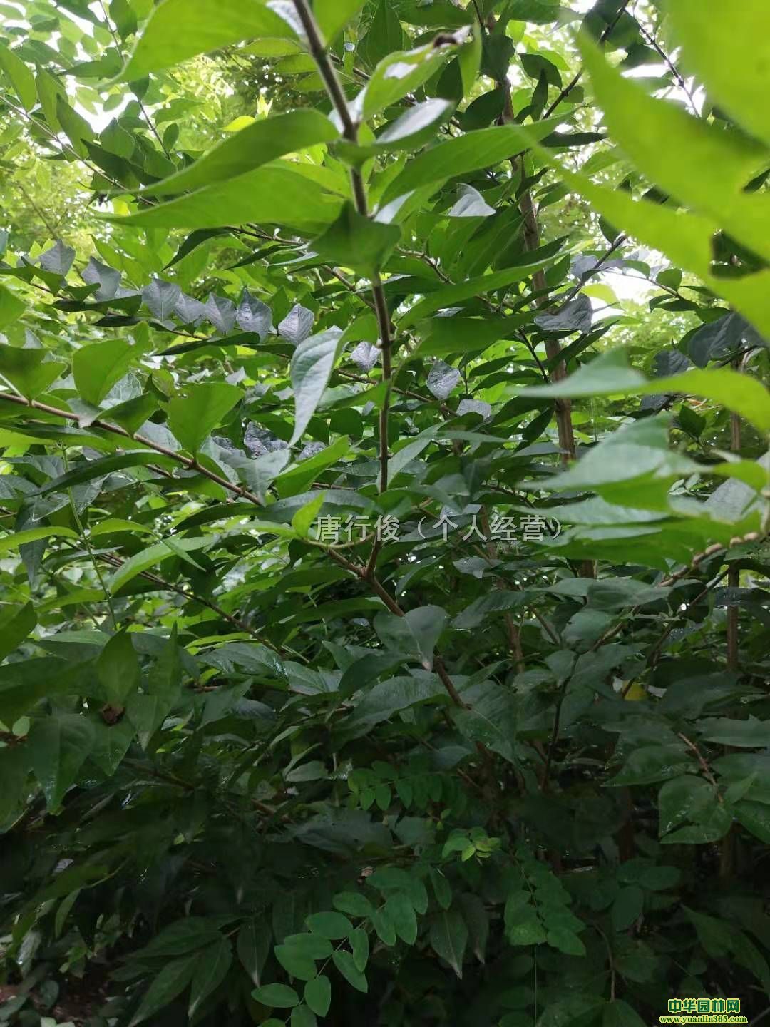 ����ľ��1.2-2.5��