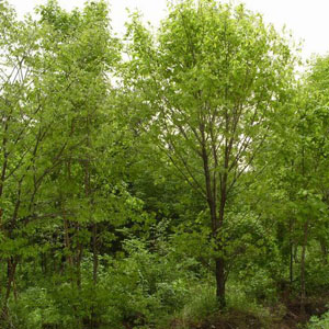 �ɹ���6-25����