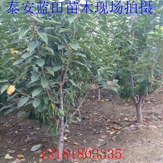 �ر�����Ө��������