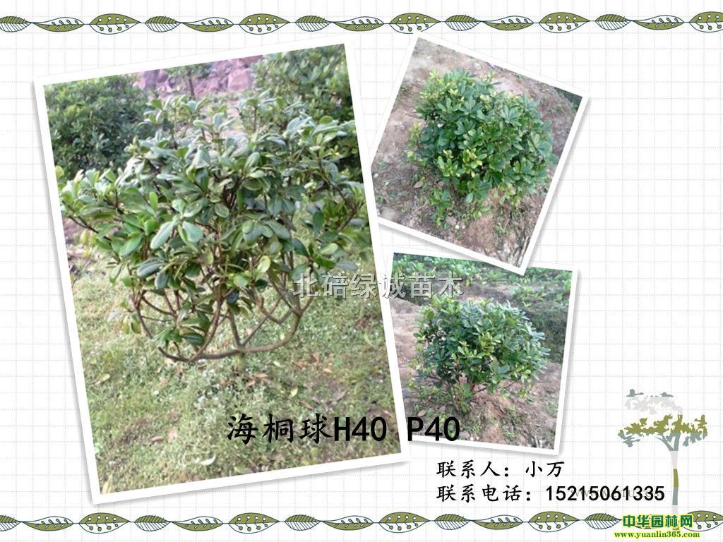��ͩ��P40