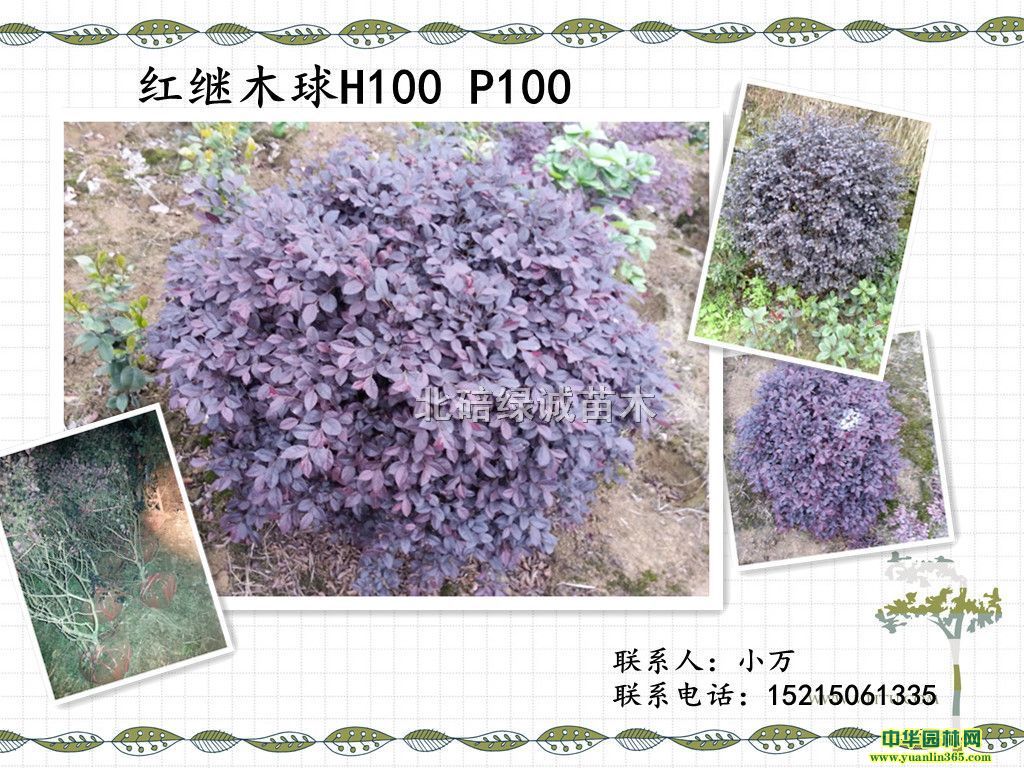 ���ľ��60-220
