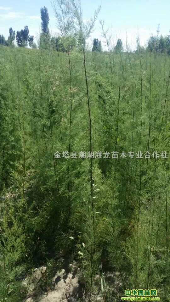 Ǥ�������Ұ������������������������