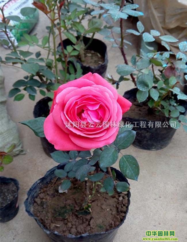 �����¼����¼����л����¼����ȡ������¼�