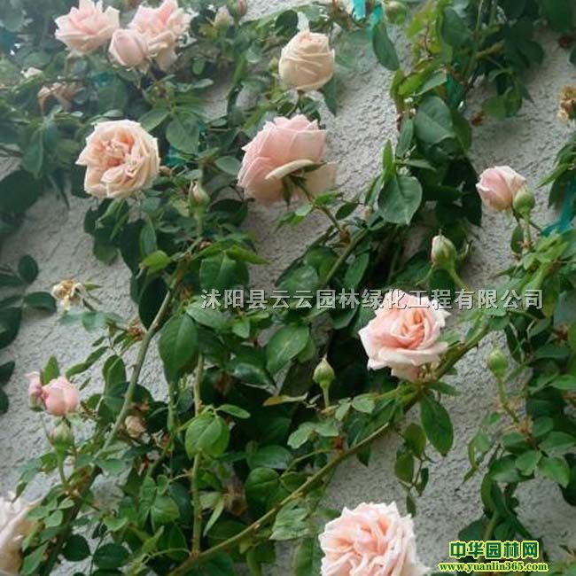 ������ҫ�¼���������ҫ�ٱ�ŷ���¼����¼�С��