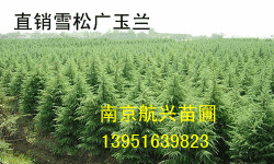 ѩ�ɣ�����������ޱ����ֱ����
