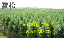 �Ͼ�ѩ�ɡ��������¼۸�