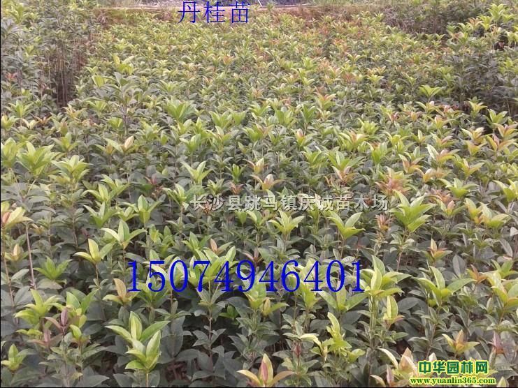 �����硢����ļ��������硢��Ҷʯ������ľ