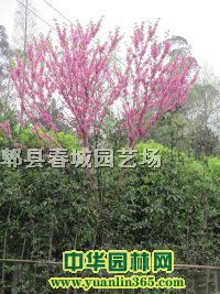 �Ͼ������͸˺죩h120cm-500cm