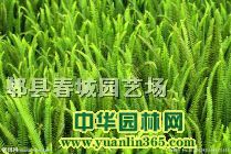 ��ާ15-50���ָ߶�