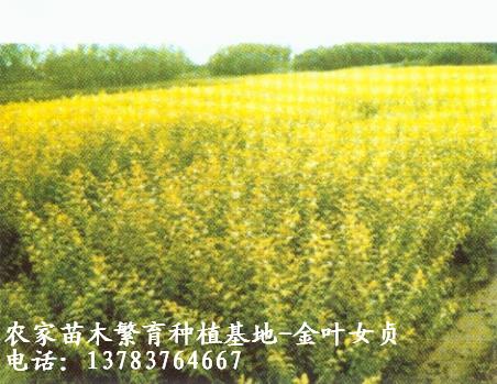 ��ҶŮ�ꡢ��ҶС�ޡ���ͩ��������