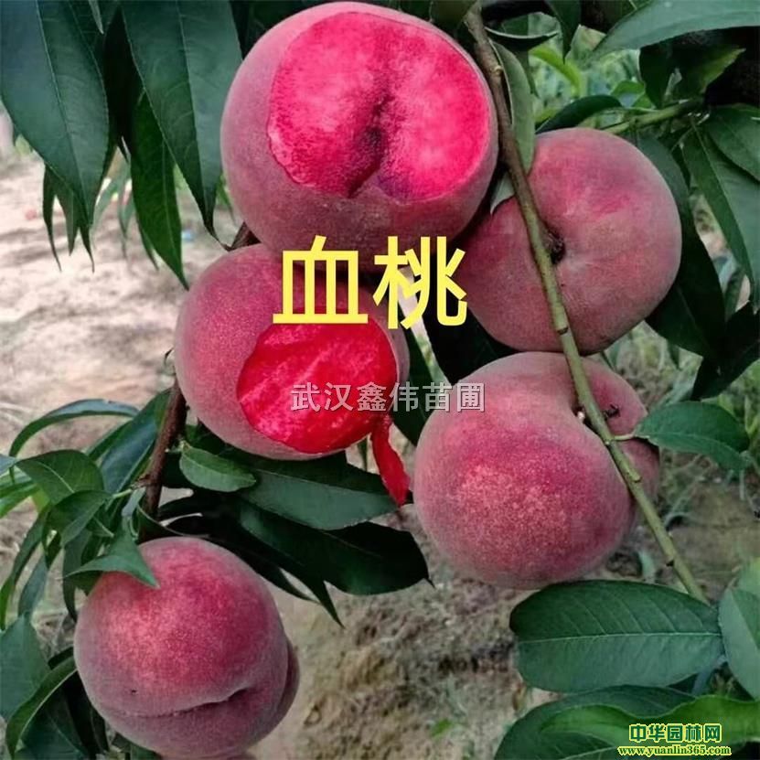 Ѫ�ҡ����ҡ�Ѫ�ҡ����ҡ�˪���ҡ�����ҡ�ˮ��