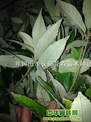�엹��