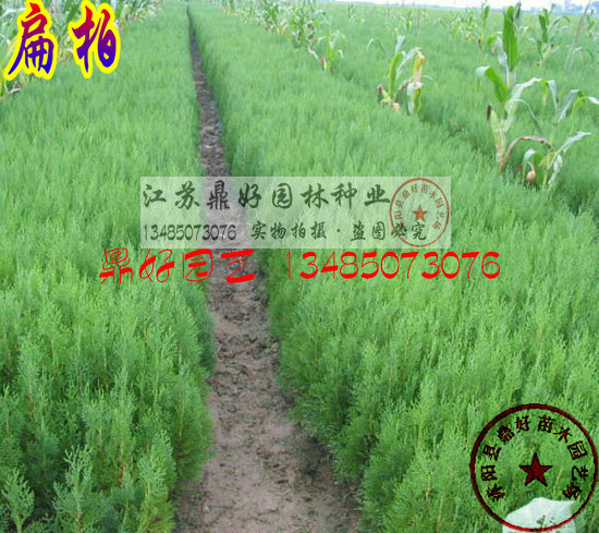 ����硢����硢��50CM���޽���������ľ