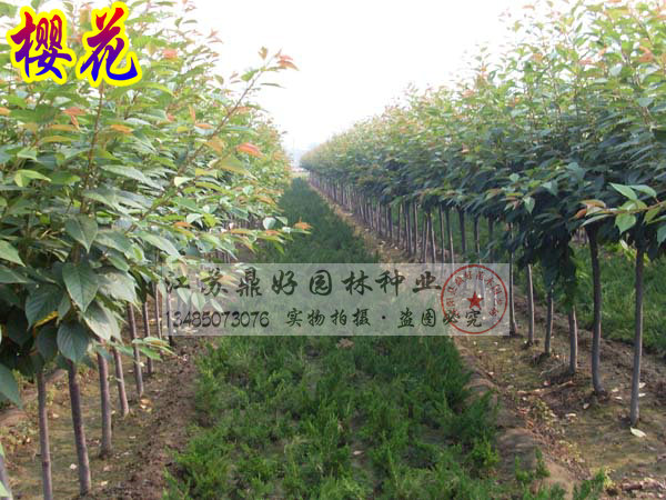 ӣ���硢ӣ��������ӣ��30CM��3.5CM