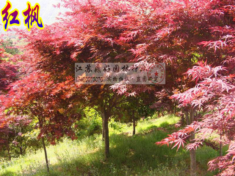 30CM��6CM��ɫ�����ľ