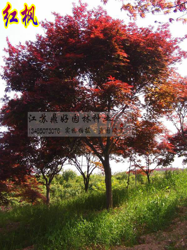 ��ɫ�����ľ30CM��8CM