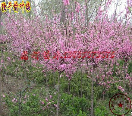 ��Ҷ÷��ľ30CM��3CM
