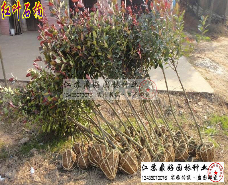 2CM�߸˺�Ҷʯ���