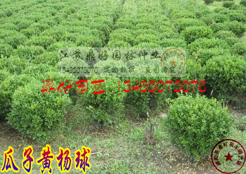 ��80CM���ͻ����硢���ӻ�����