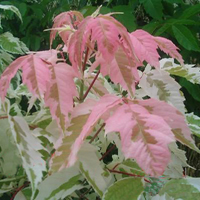 ��Ҷ��Ҷ��30-50cm