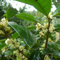 �����40-50cm