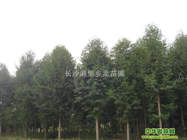 8-15�ֲ���Ц