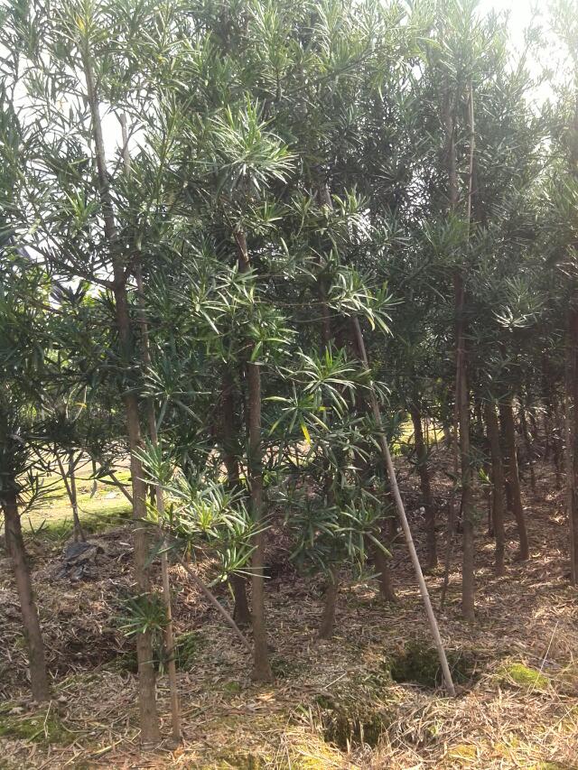 �޺��ɵؾ�2��5���ֵ���