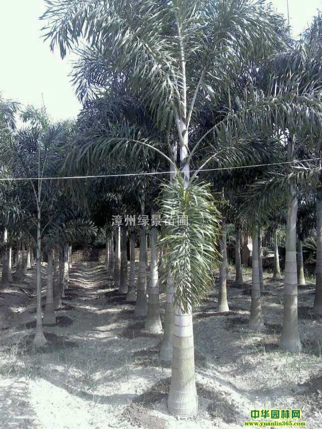 ��βҬ���Ѹ�200-300CM