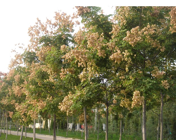 5-15��������