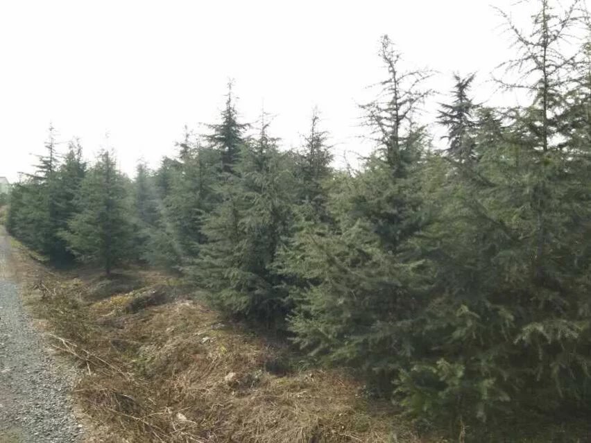 8����ѩ�ɡ�10����ѩ�ɡ�12����ѩ��
