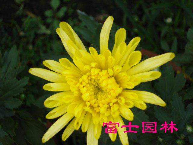 ��ҶŮ�꣬��ҶС�ޣ�ѩ�ɣ����أ����������߾�