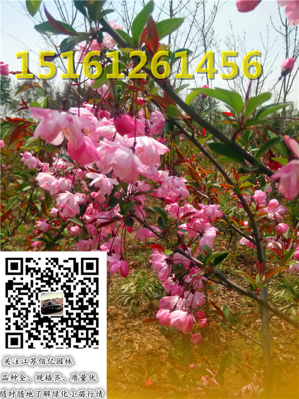 ��˿����2-15���֡���˿���ġ���˿����С��