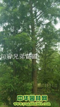 10��������ɼ