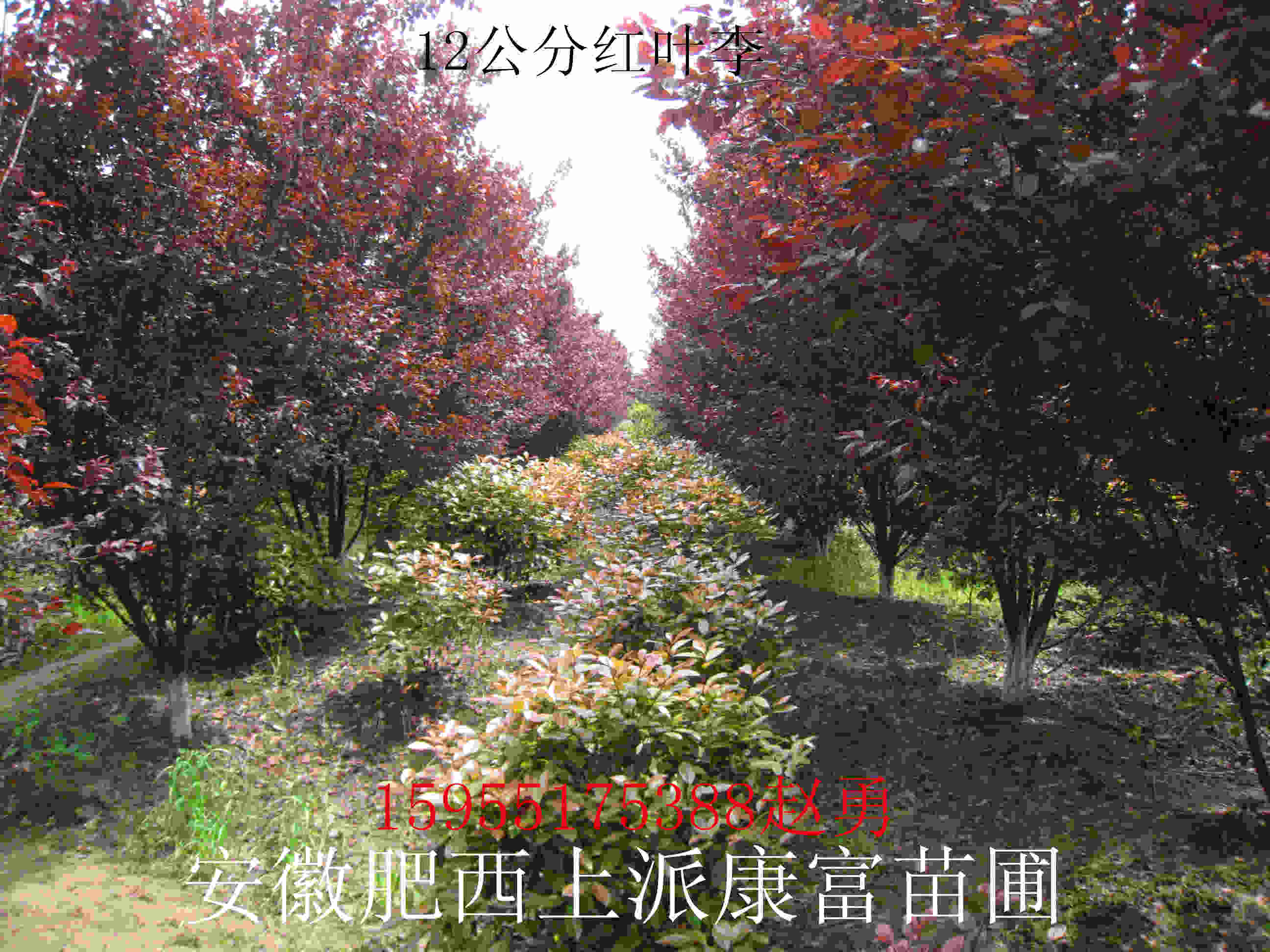 �ͷ�֦��Ҷ��