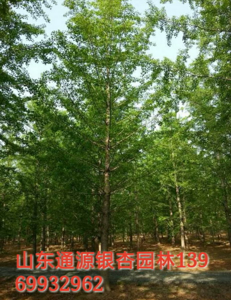 ������