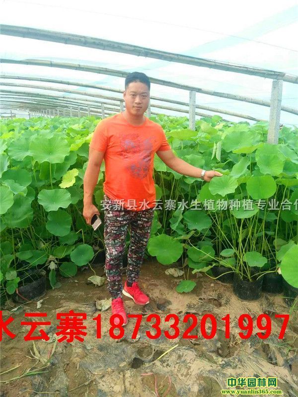 ���Ժɻ����ɻ��硢�ɻ�����