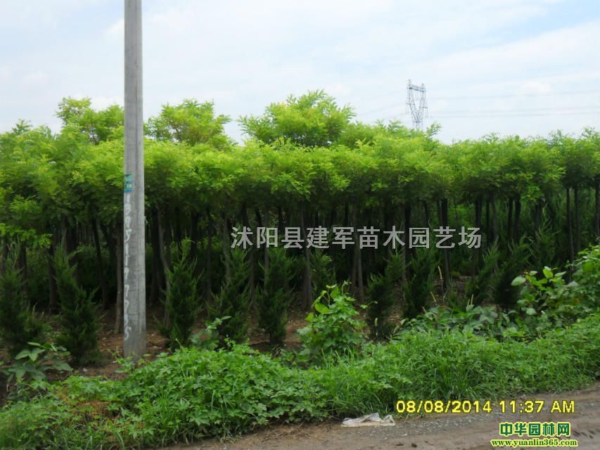 �ƽ𻱡���֦������Ҷ������Ů�����ľ